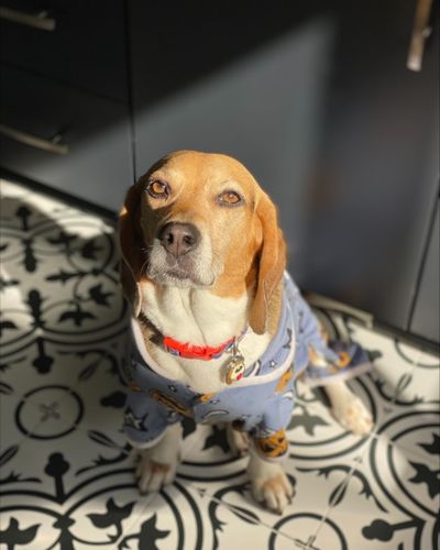 local digital marketing services